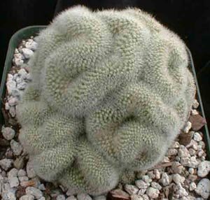 Mammillaria_pilcayensis_cristata